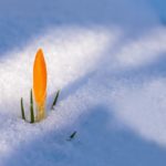 spring snow crocus