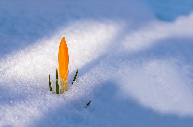 spring snow crocus